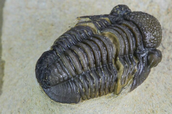 Gerastos Trilobite Fossil - Foum Zguid, Morocco #125190
